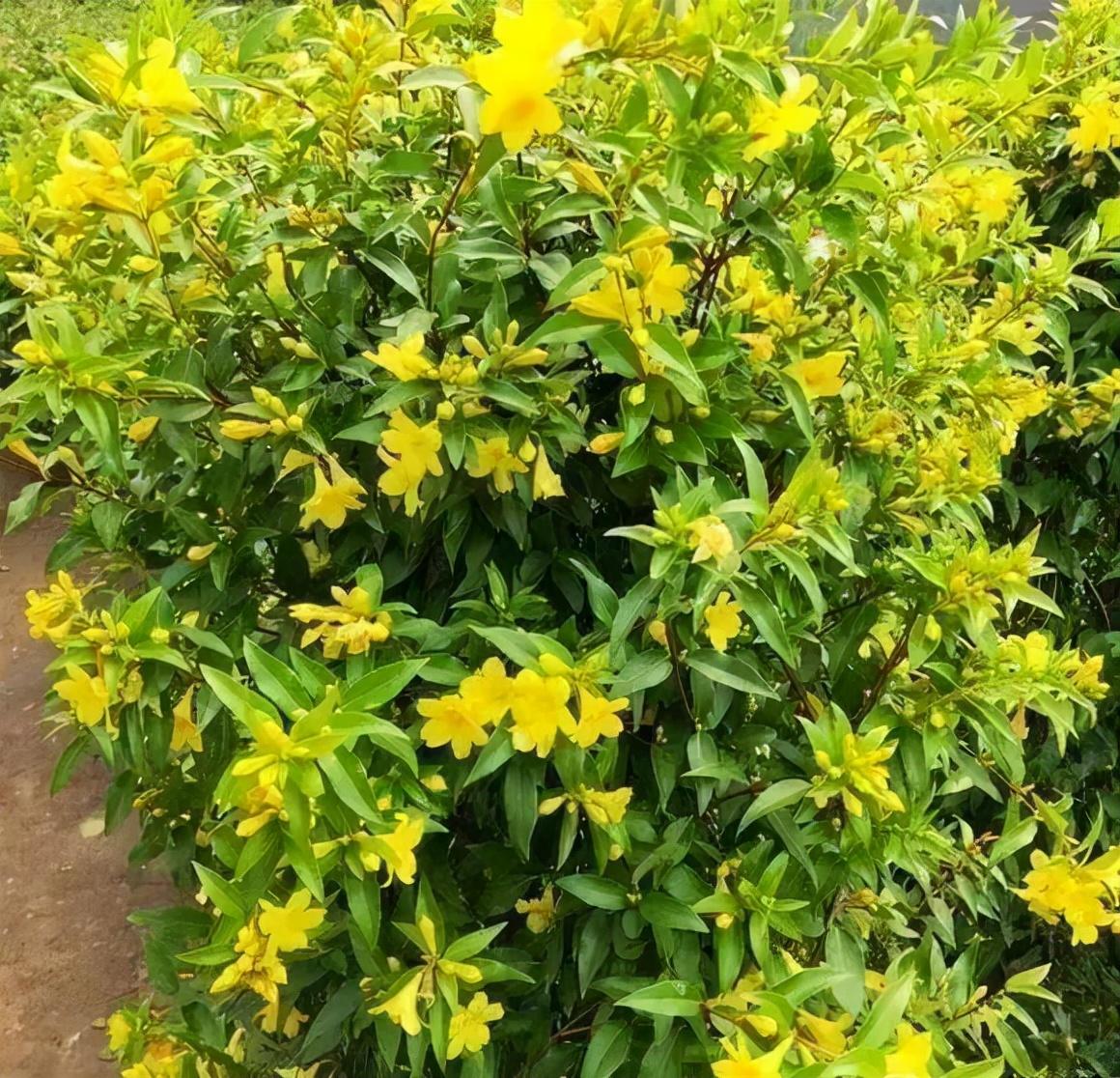 法国香水藤茉莉怎么养(室内最好养的喜阴绿植)