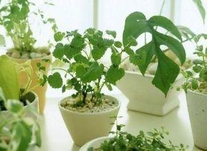 植物的呼吸作用的意义(晚上释放氧气的植物排名)