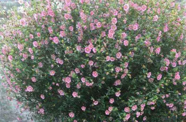 小木槿叶子发黄是什么原因(木槿花盆栽养殖方法)