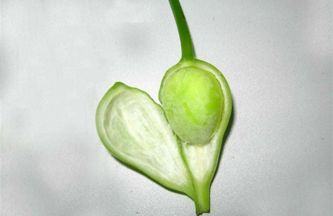 水鬼蕉的养殖方法(讲解水鬼蕉的寓意与风水)