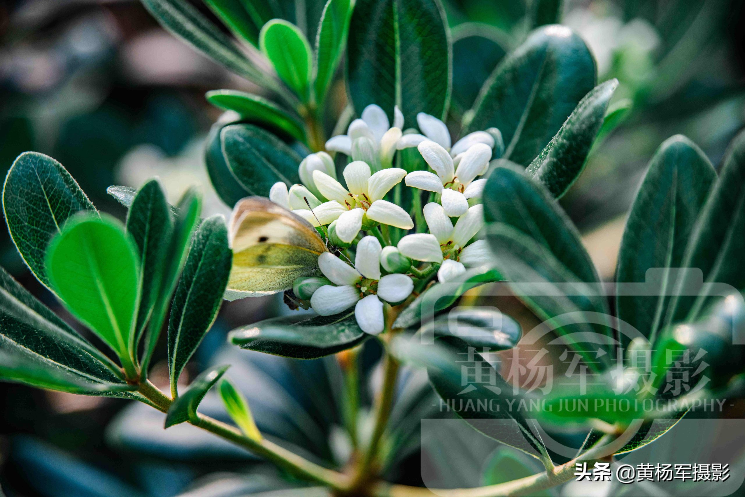 海桐花几月份开花(海桐的花语和象征)