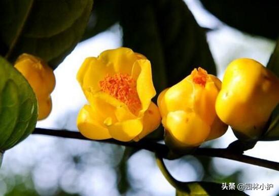 山茶花名贵品种有哪些