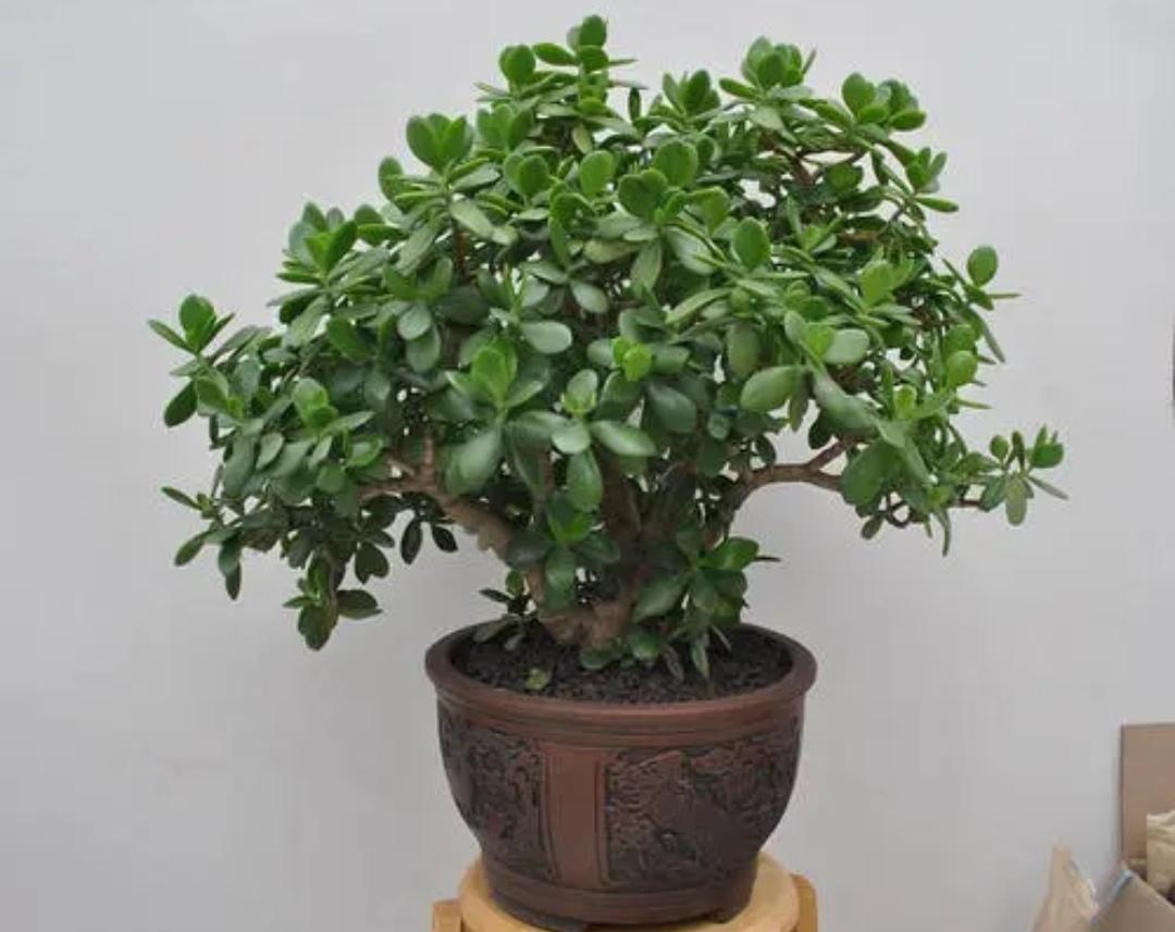 招财树盆景怎么养(详解招财树和发财树区别)