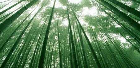 竹子是草还是树(竹子的资料及介绍)