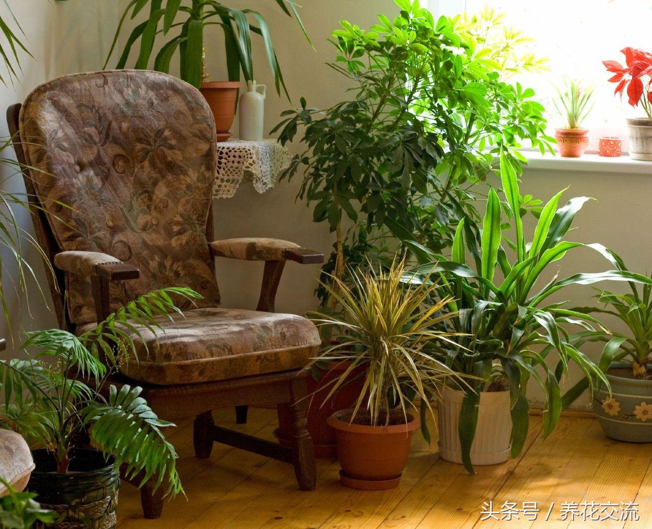 适合室内养的绿植有哪些（室内最好养的大型绿植排名）