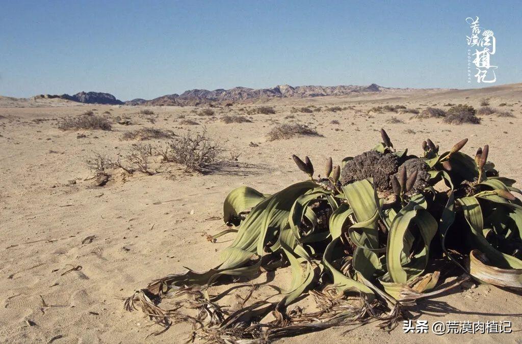 百岁兰怎么养(世界珍稀植物之一)