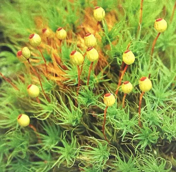 苔藓植物有哪些结构特点(常见的蕨类植物推荐)