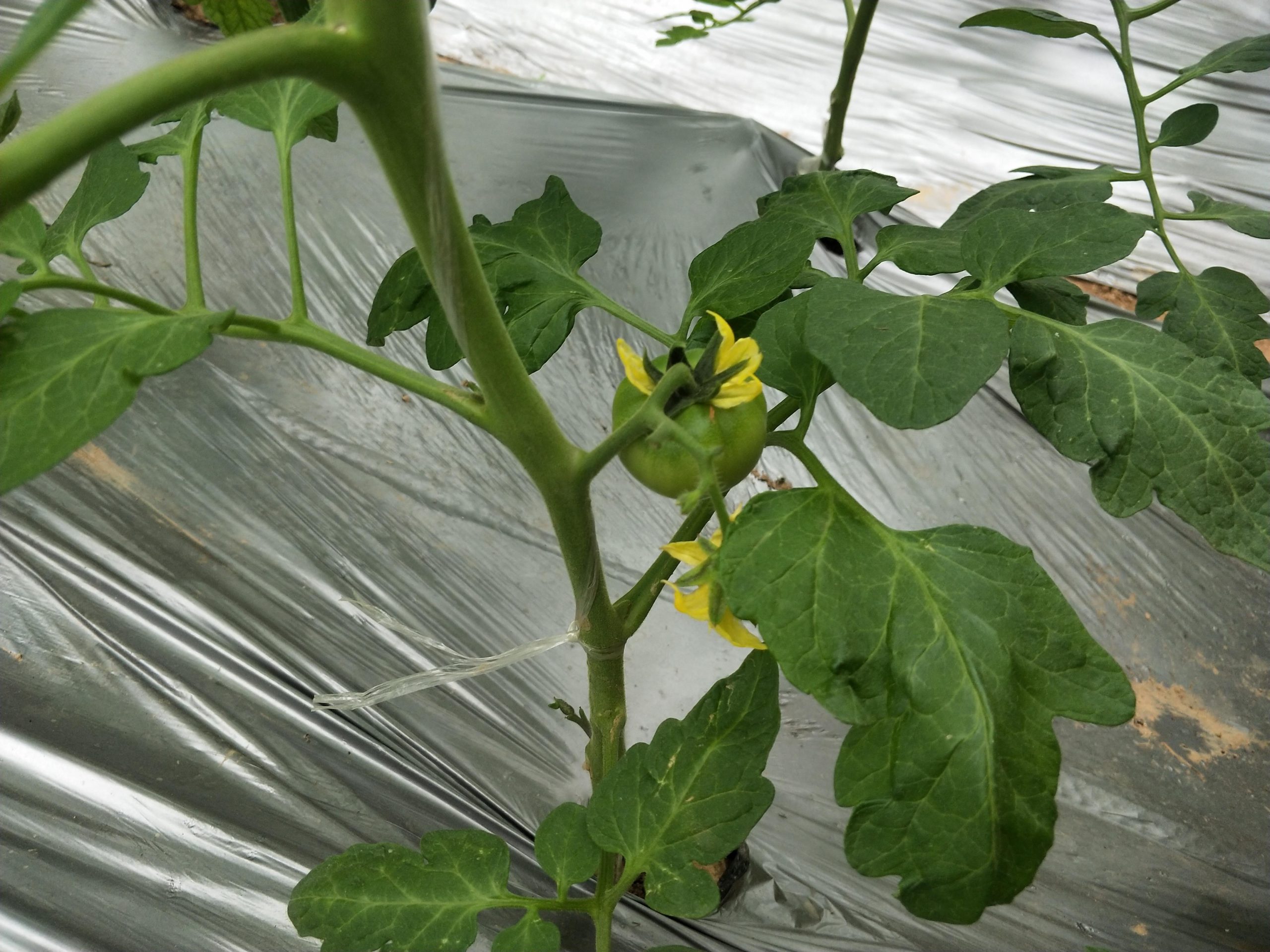 番茄种植时间和方法(蔬菜种植技术与管理)