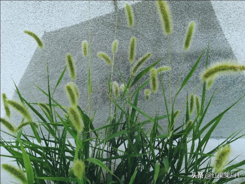 狗尾巴草的花语是什么意思(关于狗尾巴草的花语和寓意)