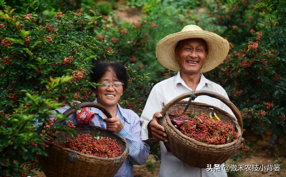 花椒树的种植方法(详解花椒种植技术)