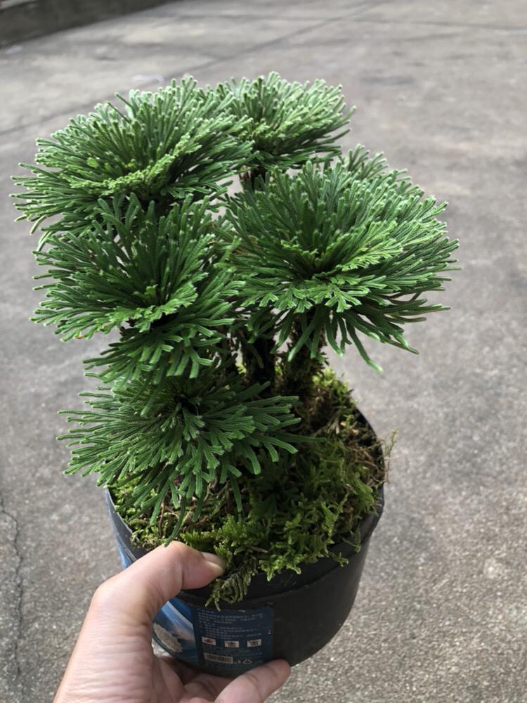家里养什么花好养活(吸甲醛最快最有效的植物)