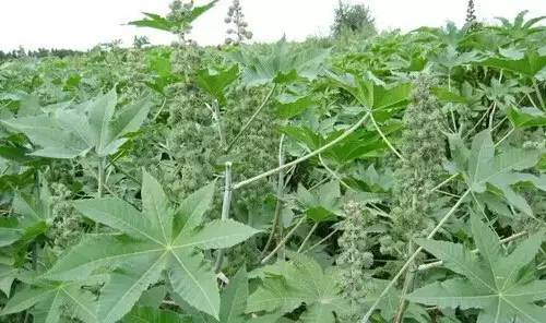 常见的植物有哪些(绿化路边花草品种)