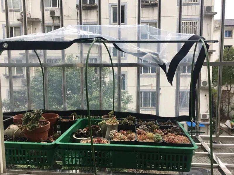 多肉植物新手种植入门教程(种植多肉的方法和注意事项)