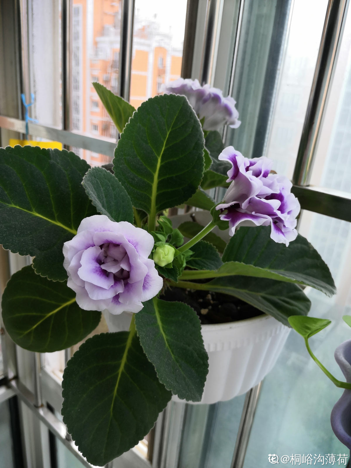 不需要阳光的室内植物有哪些(室内最好养的喜阴绿植推荐)