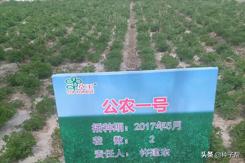紫花苜蓿种子浸泡多久(关于紫花苜蓿种植方法)