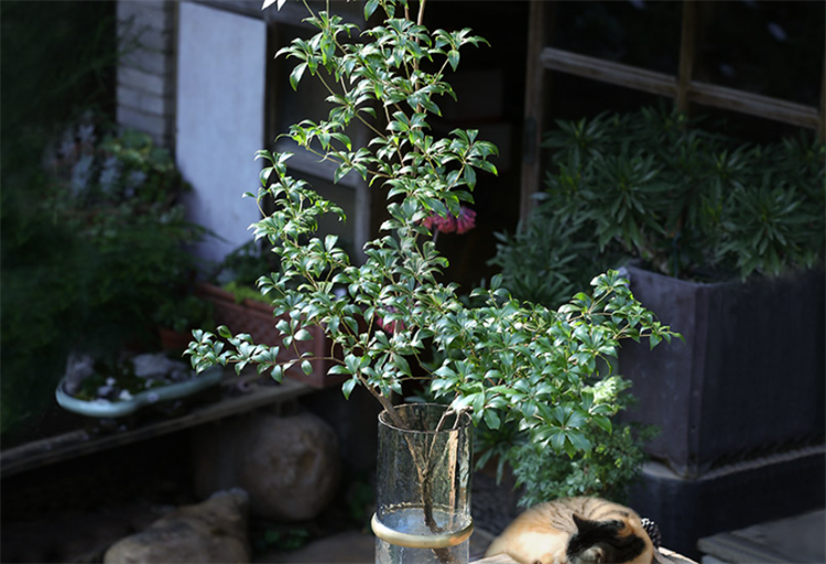 马醉木插水里能养多久（最适合室内水养的植物）