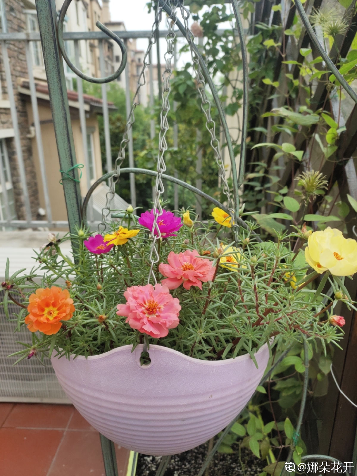 太阳花的象征意义（浅谈太阳花的养殖方法）