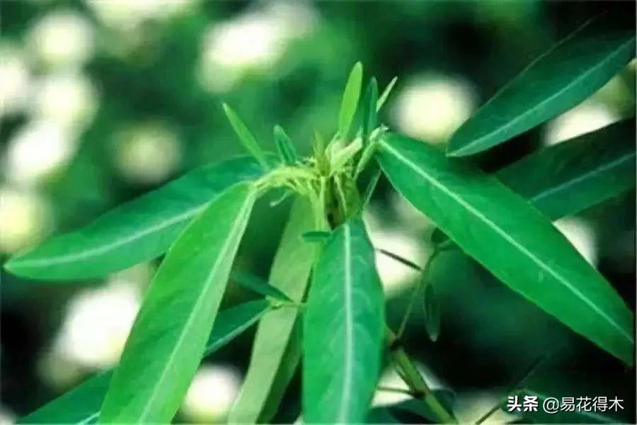 跳舞草属于什么科(常见有趣的植物)