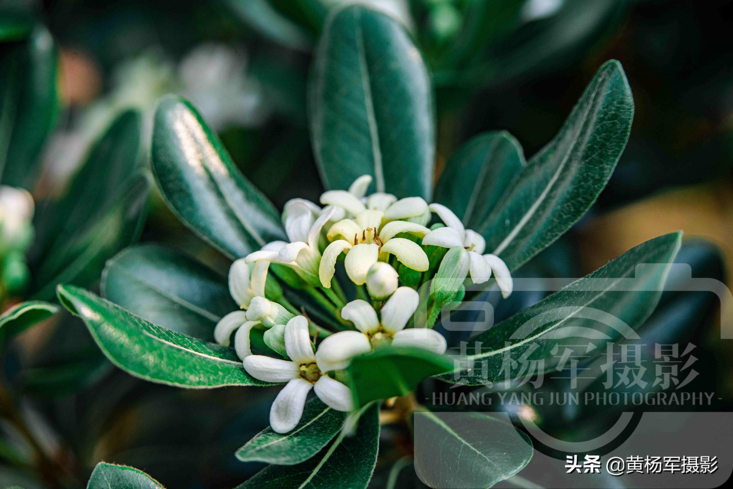 海桐花几月份开花(海桐的花语和象征)