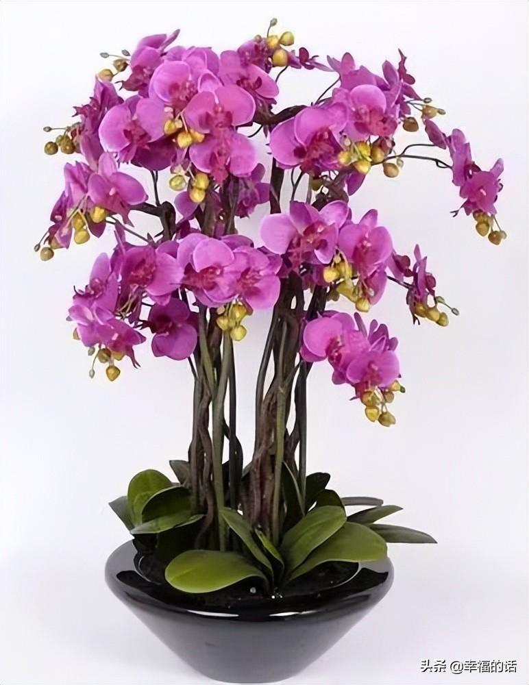 花中四君子是指什么花(梅兰竹菊四君子代表的意义)