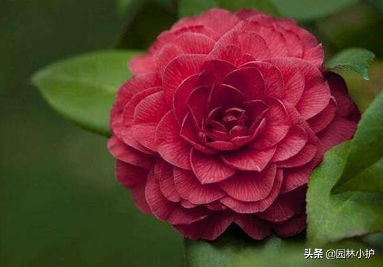 山茶花名贵品种有哪些