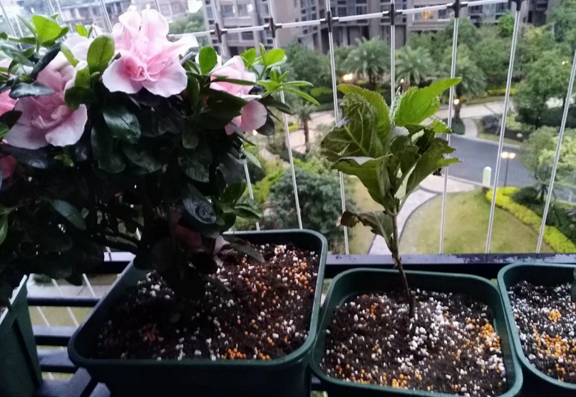 花的养殖与栽培（各类花卉养殖技术）