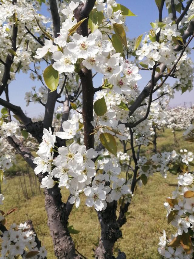梨花是什么颜色的(梨花的象征意义)