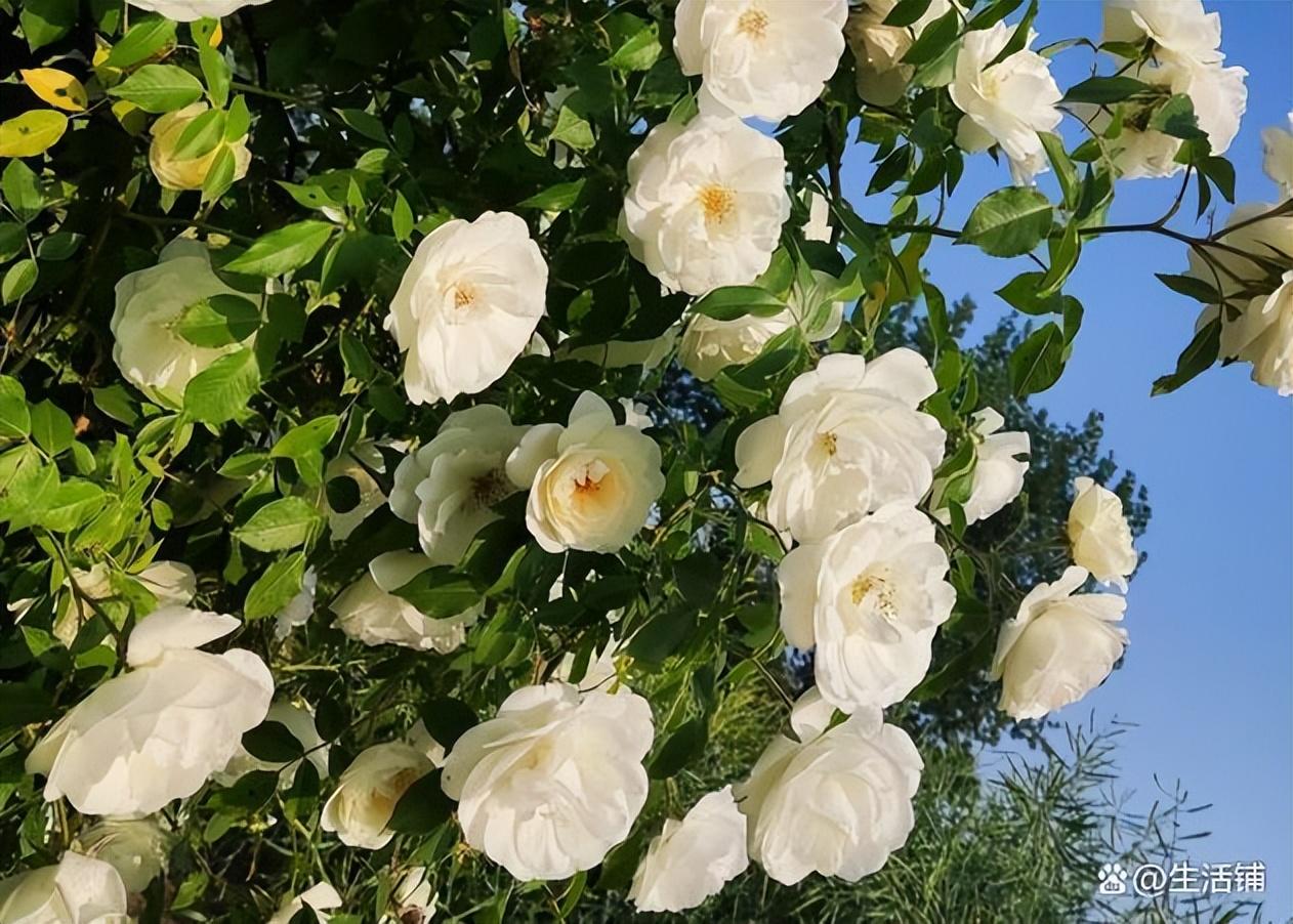月季花的养殖方法和注意事项(最好养大型绿植)