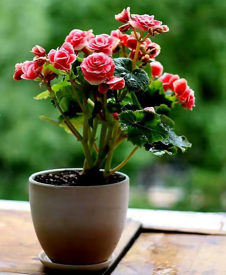 植物盆栽怎么养殖(适合家里养的盆栽植物)