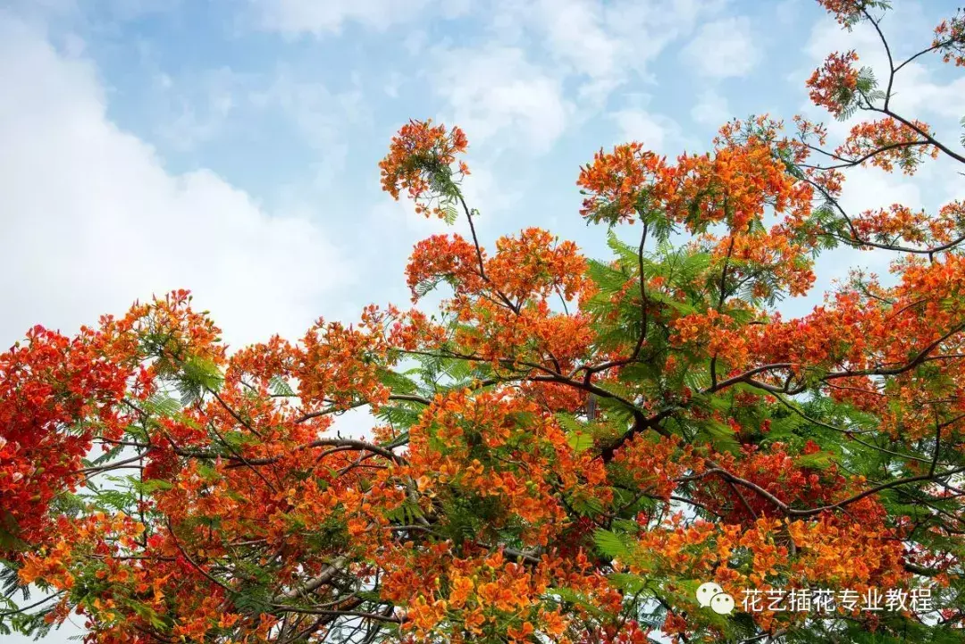 凤凰花花语是什么意思(讲解凤凰花的文化知识)