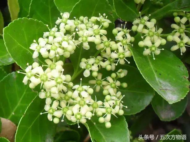 齿叶冬青生长环境(关于齿叶冬青别名)
