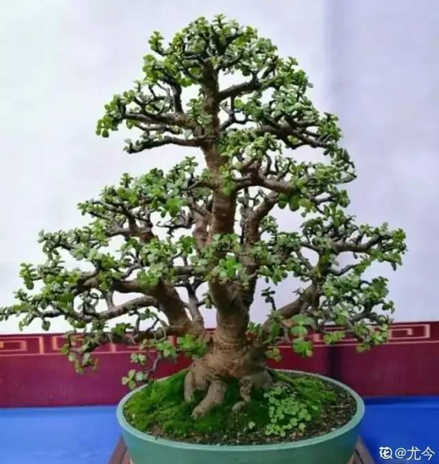 好看的室内植物盆景十大排名（分享易活的客厅绿植）