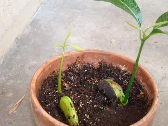 芒果盆栽种植方法大全