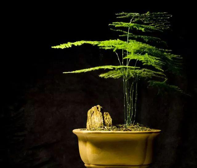 文竹花语及故事(关于文竹的正确养法)