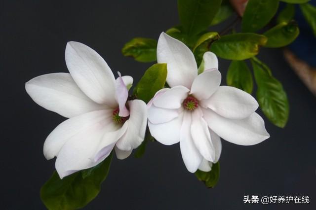 辛夷花和玉兰花的区别是什么(教你判断辛夷花与紫玉兰)