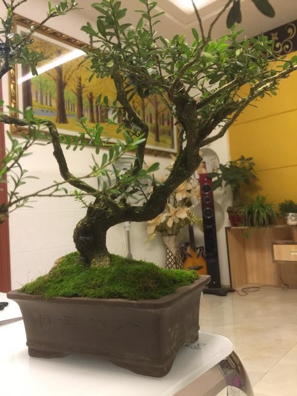 植物界超级寿星是什么植物(比较长寿的植物推荐)