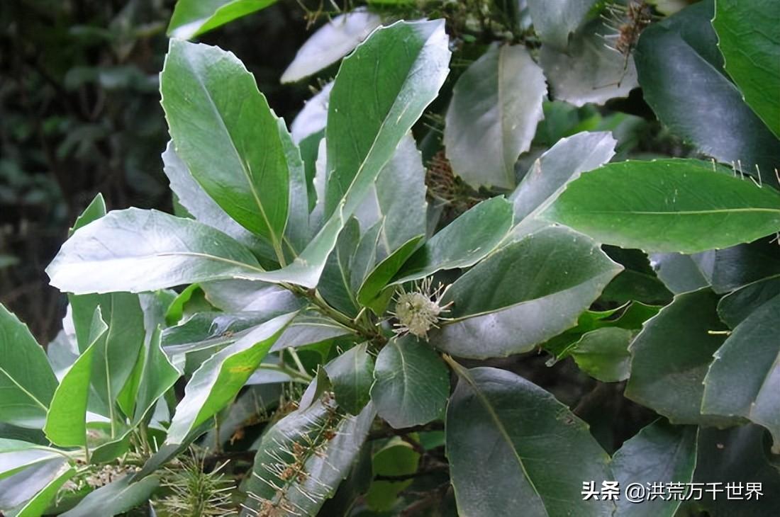 单子叶植物与双子叶植物区别有什么(附双子叶和单子叶比较图)