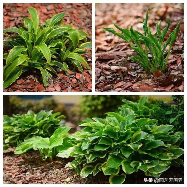 阴生植物怎么养(适合长期在室内耐阴的植物)