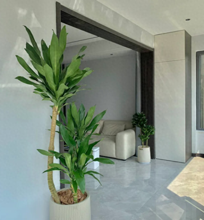 巴西铁树修剪方法图解