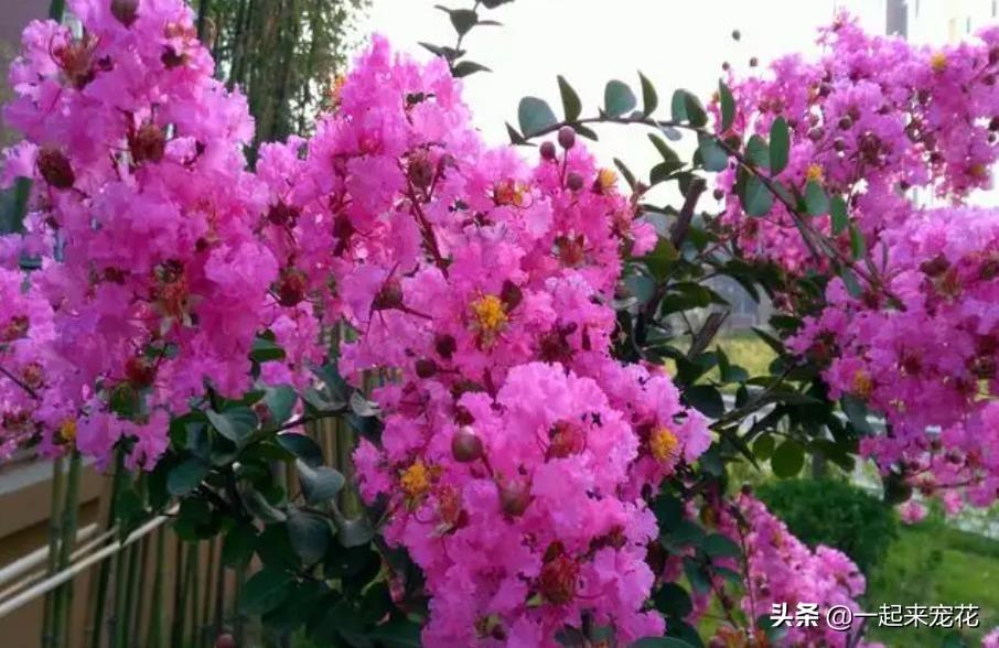 木本花卉有哪些品种（适合室内养的木本植物）