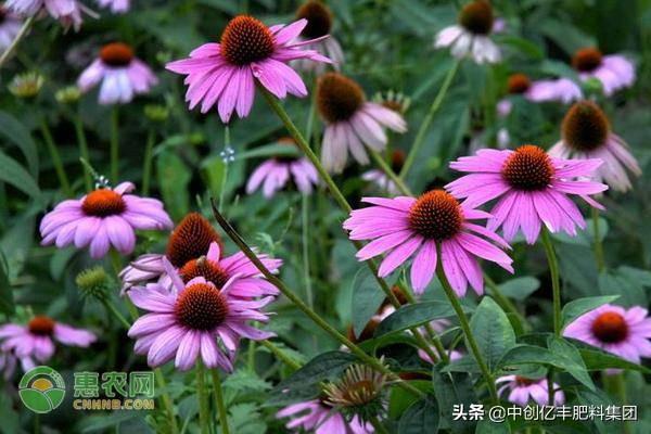 松果菊的种植方法和时间(枫树必买的品种介绍)