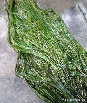 马来眼子菜的种植方法(光叶眼子菜和马来眼子菜区别)