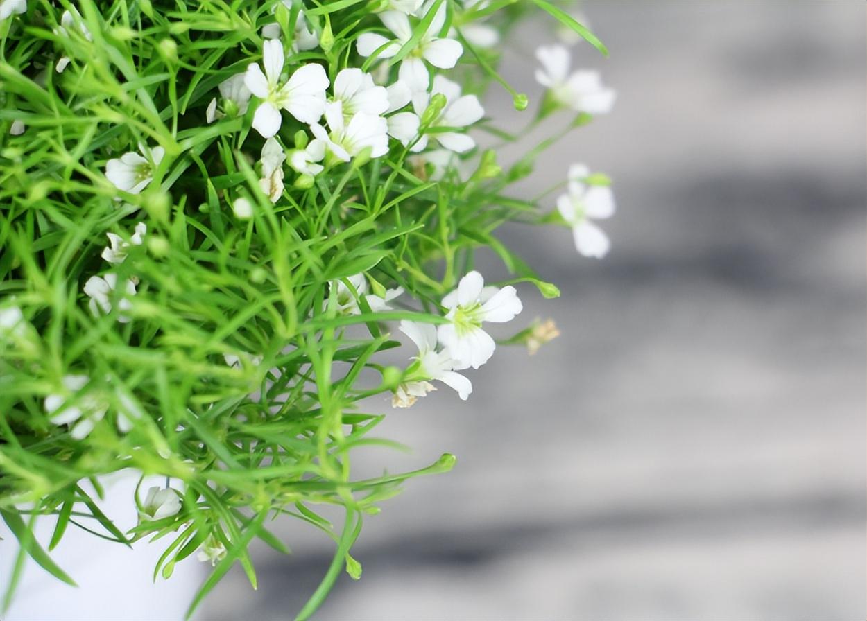 满天星干花能保存多久(推荐家里最旺财的花)