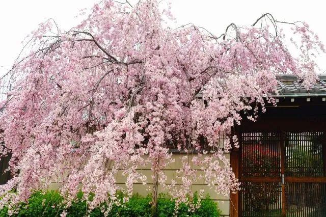 冬樱花几月开(各种樱花品种介绍)