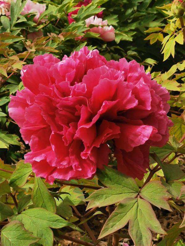 花中之王指的是什么花(花王牡丹的介绍)