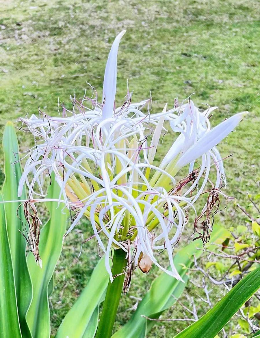 红绒球是什么花(绒球花图片真实)