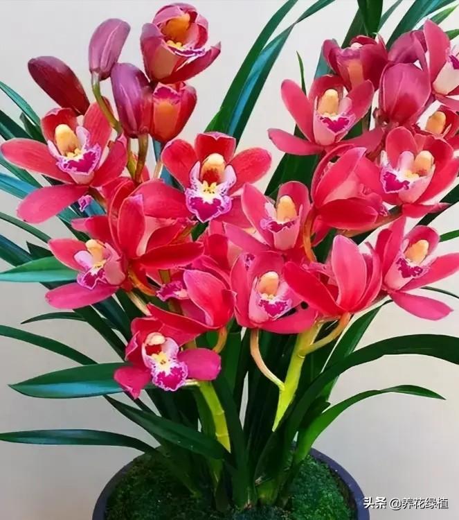 兰花几月开花(介绍兰花好养又香的品种)