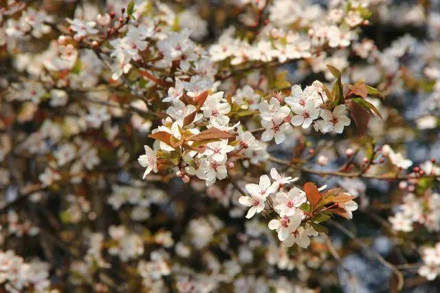 冬樱花几月开(各种樱花品种介绍)