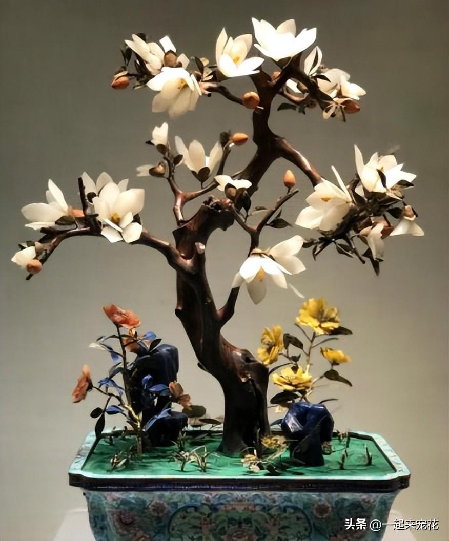 木本花卉有哪些品种(适合室内养的木本植物)