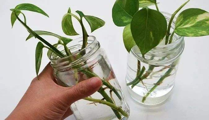 绿萝怎么扦插才能更旺盛(绿萝的种植方法以及注意事项)